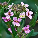 Aethionema coridifolium (skrzydlinka korisolistna)