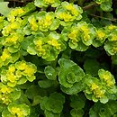 Chrysosplenium oppositifolium (śledziennica naprzeciwlistna)