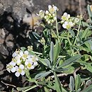 Hormathophylla spinosa (smagliczek ciernisty)
