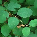 Symphoricarpos albus var. laevigatus