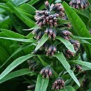 Solenanthus apenninus (solenantus apeniński)