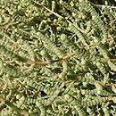 Salicornia fruticosa