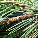 Pinus nigra (sosna czarna)