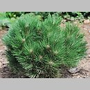 Pinus nigra Globosa