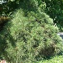 Pinus nigra Spielberg