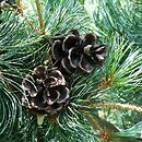 Pinus parviflora (sosna drobnokwiatowa)