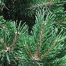 Pinus mugo Gnom