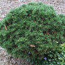 Pinus uncinata Jezek