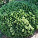 Pinus uncinata Compacta