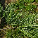 Pinus cembra (sosna limba)