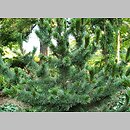 Pinus aristata (sosna oścista)