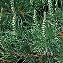 Pinus contorta var. latifolia