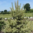 Pinus sylvestris Białogon