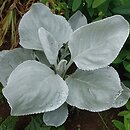Senecio candicans (starzec srebrnolistny)