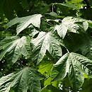 Kalopanax septemlobus (kalopanaks siedmioklapowy)