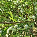 Lonicera alberti (suchodrzew Alberta)