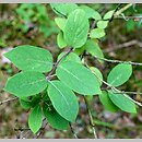 Lonicera ruprechtiana