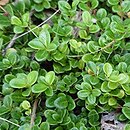 Lonicera crassifolia Little Honey