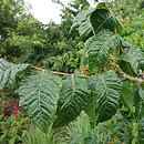 Rhus punjabensis (sumak pendżabski)