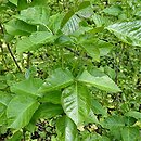 Toxicodendron radicans (sumak jadowity)