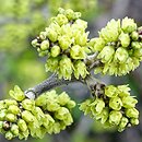 Rhus aromatica Gro-Low