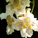 Catalpa (surmia)