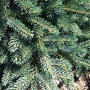 Picea ×lutzii (świerk Lutza)