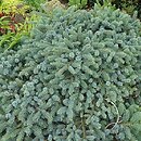 Picea jezoensis Nana