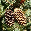 Picea glauca (świerk biały)