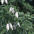 Picea orientalis (świerk kaukaski)