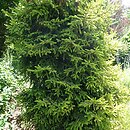 Picea orientalis Skylands
