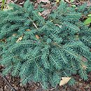 Picea pungens Sonia