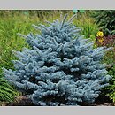 Picea pungens Thuem
