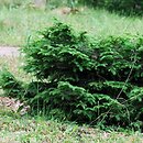 Picea abies Formanek