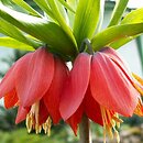 Fritillaria imperialis (szachownica cesarska)