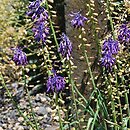 Leopoldia tenuiflora