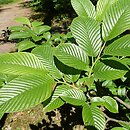 Rhamnus fallax (szakłak bałkański)