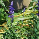 Salvia farinacea (szałwia omączona)