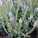 Salvia nemorosa Bumblesky