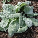 Salvia Amistad