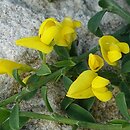 Cytisus ×kewensis (szczodrzeniec angielski)