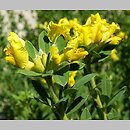 Chamaecytisus supinus (szczodrzeniec główkowaty)