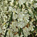 Cytisus ×praecox Albus