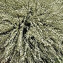 Cytisus (szczodrzeniec)