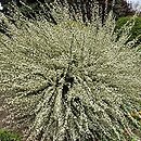 Cytisus ×praecox (szczodrzeniec wczesny)