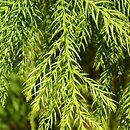 Cryptomeria japonica (szydlica japońska)