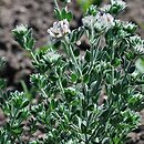 Dorycnium hirsutum (szyplin szorstki)