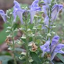 Scutellaria incana (tarczyca szara)
