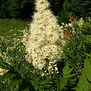 Sorbaria (tawlina)