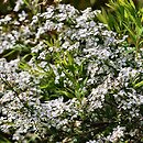 Spiraea thunbergii (tawuła Thunberga)